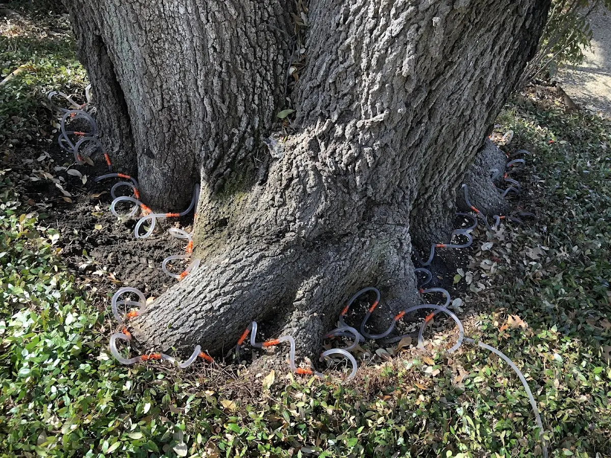 Detailed Tree Cabling and Bracing job site in New Lebanon