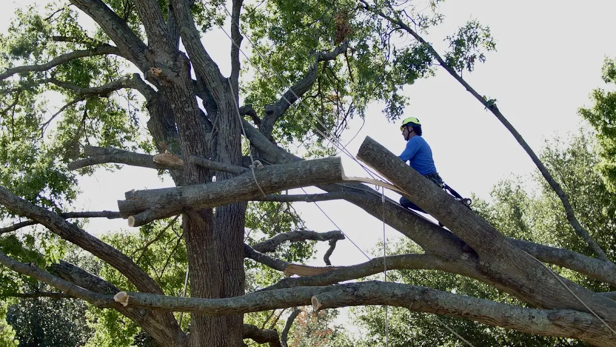 Professional Crown Thinning performed by certified arborists in New Lebanon