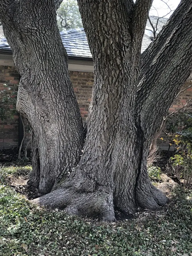 Mature heritage tree close to a New Lebanon property cared for by certified arborists